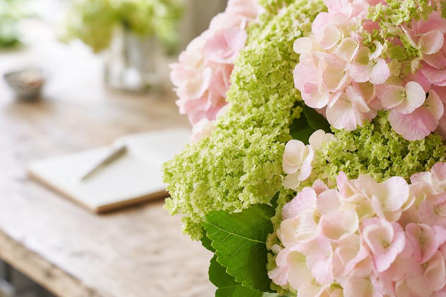 Hydrangea close-up